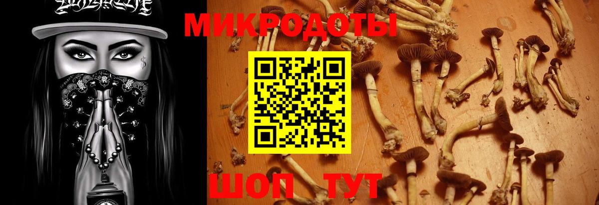Псилоцибиновые грибы Psilocybine cubensis Ухта